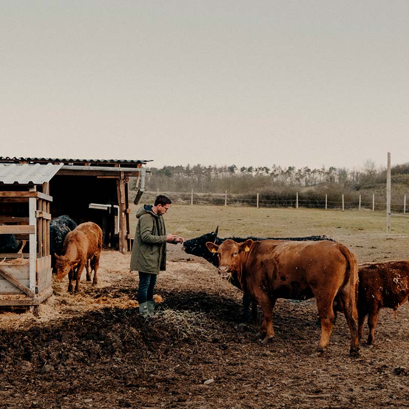 Jemand füttert Rinder auf einer Weide